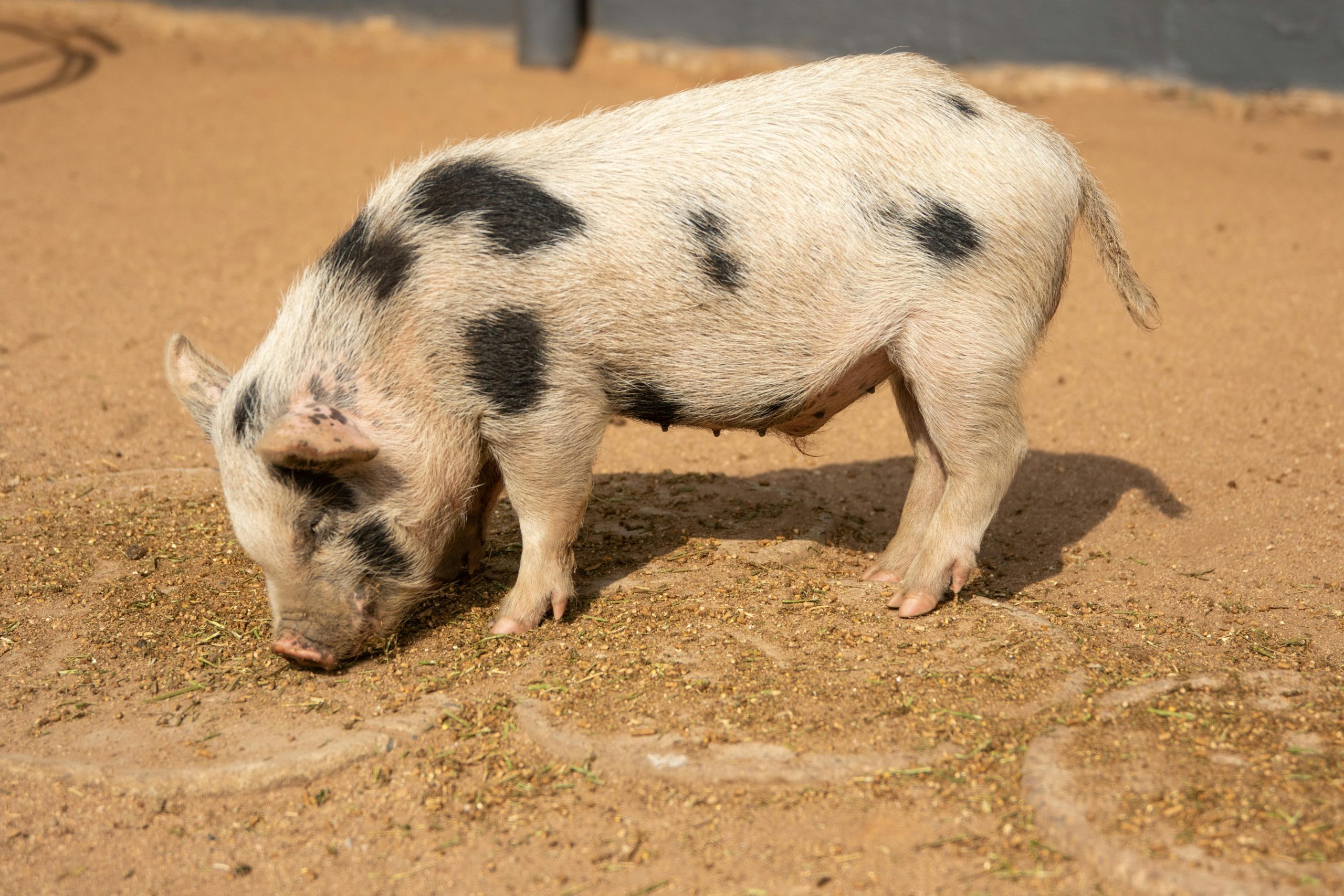 Porcul 'zburător' din China care a lăsat un sat fără curent electric. foto pexels.com