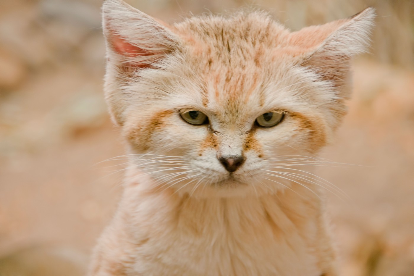 Singura specie de pisici care latră ca un câine: Felis margarita