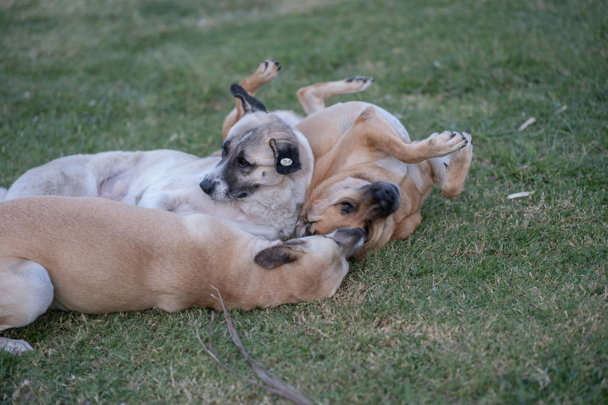 Intervențiile sunt realizate de cabinete veterinare care au câștigat licitațiile organizate de autorități. foto: pexels.com
