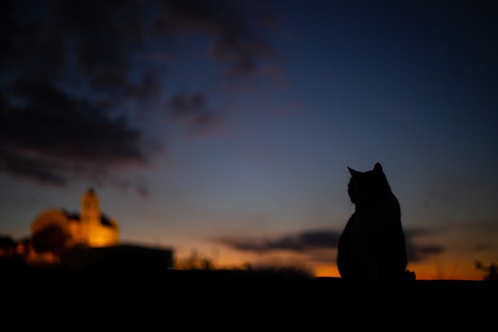 Syros Cats ofera cazare gratuita voluntarilor. Sursa foto: Pagina de Facebook Syros Cats