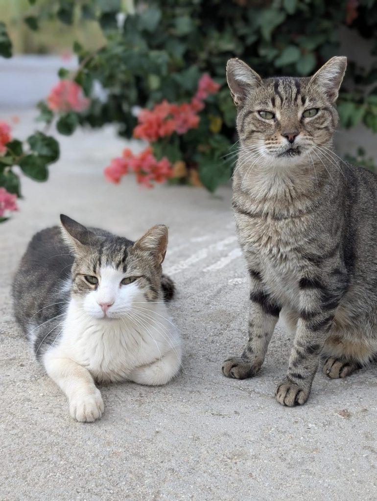 Sursa foto: Facebook Syros Cats