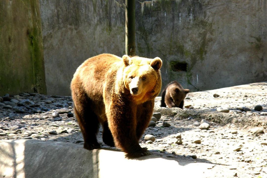 Ursii de la Grădina Zoologică din Târgu Mureș au ieșit din bârlog, semn din popor că primăvara e aproape. foto Facebook