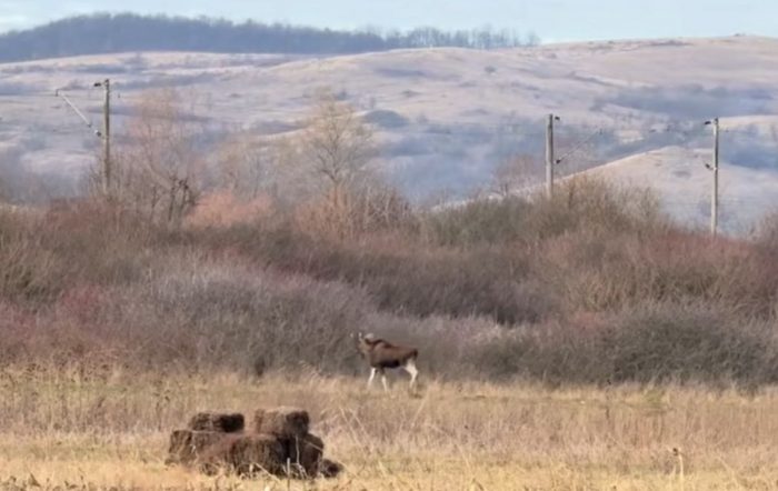 Animalul rar filmat în județul Hunedoara! Se credea că specia ar fi dispărută de secole