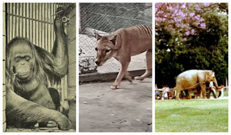 Puiul de maimuță Punch nu este primul animal singuratic de la grădina zoologică. Povești emoționante cu animale care au cucerit inimile tuturor