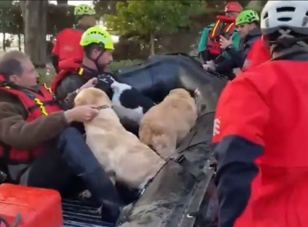 Autoritățile fac tot posibilul pentru a salva animalele surprinse de inundațiile severe din Spania