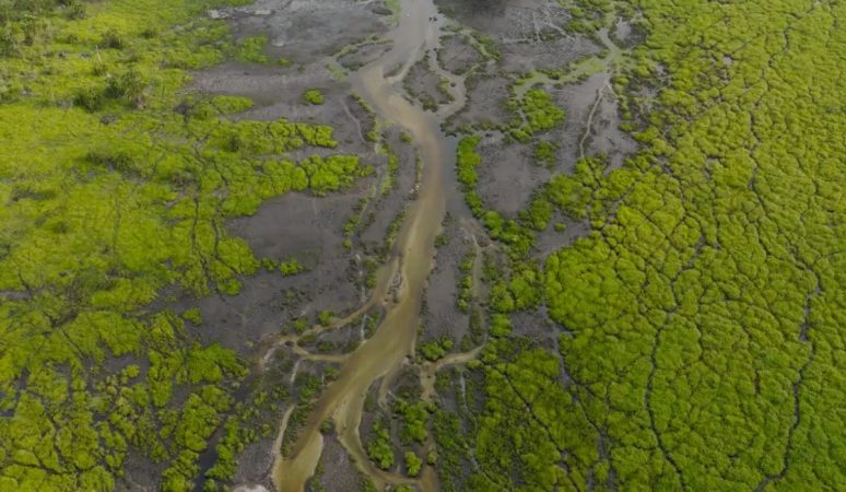 Bazinul Congo, o resursă ecologică vitală pentru planetă