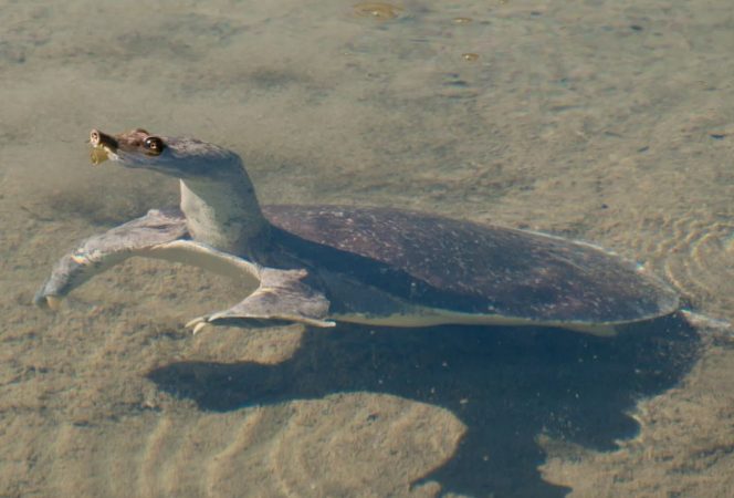 Descoperire științifică remarcabilă în SUA: o fosilă preistorică de 48 de milioane de ani