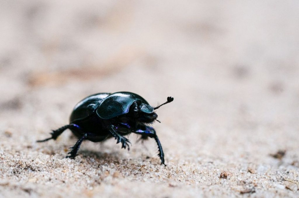 A fost descoperită o nouă specie de buburuză. E atât de mică încât poate trece neobservată