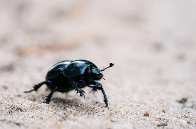 A fost descoperită o nouă specie de buburuză. E atât de mică încât poate trece neobservată