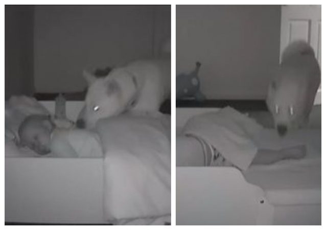 Un câine a fost filmat în timp ce intră în camera unui bebeluș. Clipul a devenit viral! VIDEO
