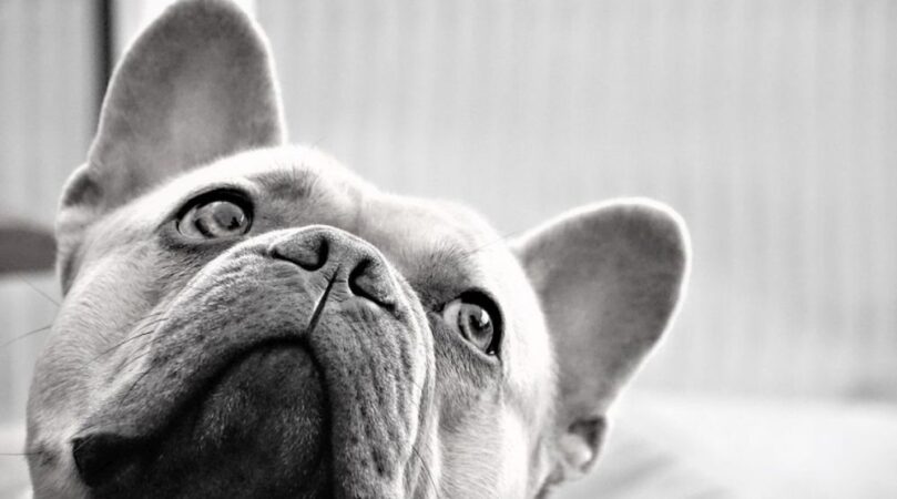 Motivul pentru care tot mai mulți oameni renunță la câinii cu bot turtit