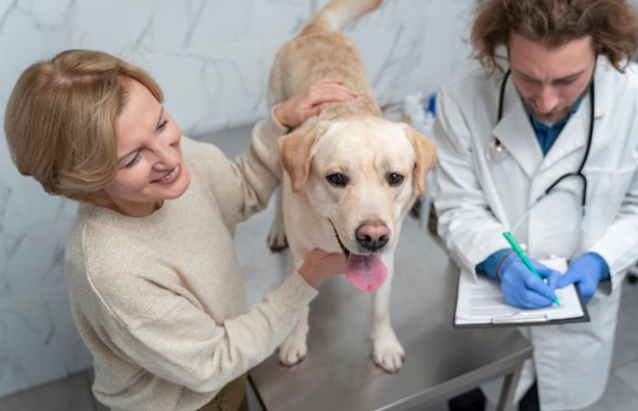 Cum îngrijești un câine după operația de sterilizare. Sfaturi de la un medic veterinar