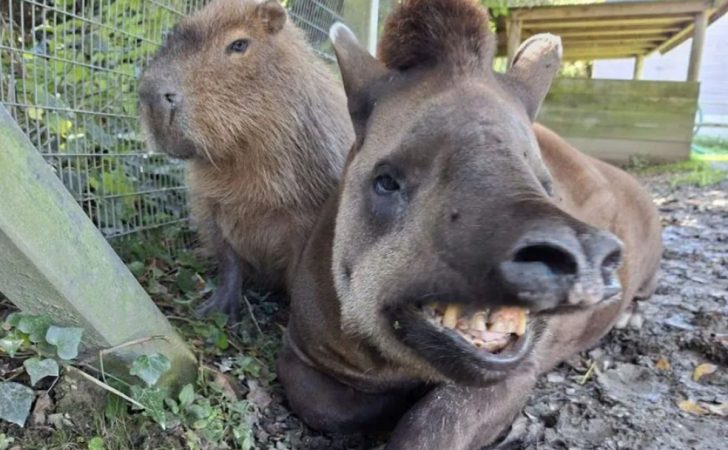Un capibara și un tapir, doi prieteni cu o legătură „puternică”, au fost eutanasiați în aceeași zi la o grădină zoologică din Marea Britanie
