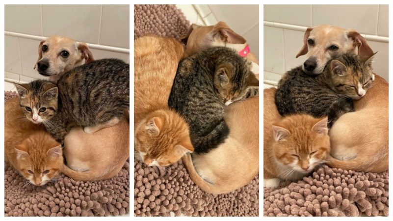 Emoționant! O cățelușă a devenit „mamă adoptivă” pentru doi pisoi! Chester și Blair au cucerit internetul