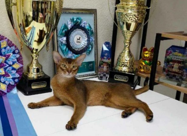 Faceți cunoştinţă cu cea mai bună pisică din lume, potrivit Federației Mondiale a Pisicilor! A învins peste 1500 de feline