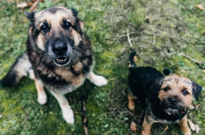 Care sunt cele mai neascultătoare 5 rase de câini. Cine e în fruntea clasamentului?