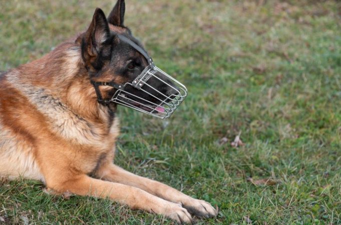 Poliția de Frontieră Giurgiu renunță la un câine de serviciu, după ce a fost retras din activitate! Ciobănescul german are aproape 2 ani