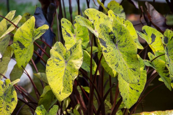 O „ciupercă bună” ar putea deveni, în viitor, un aliat esențial în salvarea plantelor afectate de boli fungice