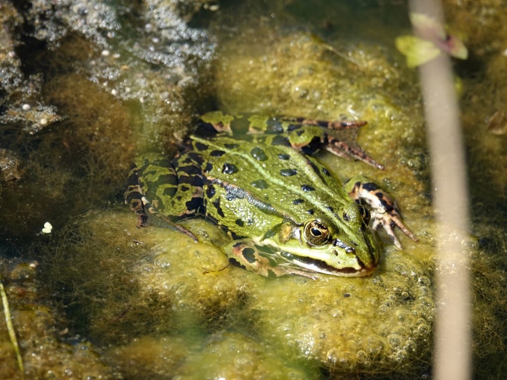 Înaintea cutremurelor, unele specii își părăsesc habitatul acvatic și se mută în zone mai sigure. Foto: Freepik.com