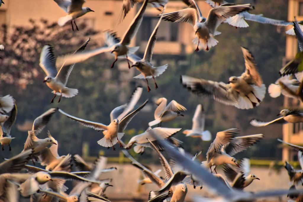 Păsările sunt sensibile la schimbările de presiune atmosferică. Foto: Freepik.com