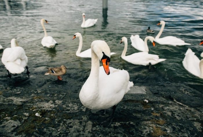 F️ocar de gripă aviară în Cluj. Două lebede, găsite moarte în zona lacului de acumulare Gilău-Someşu Rece