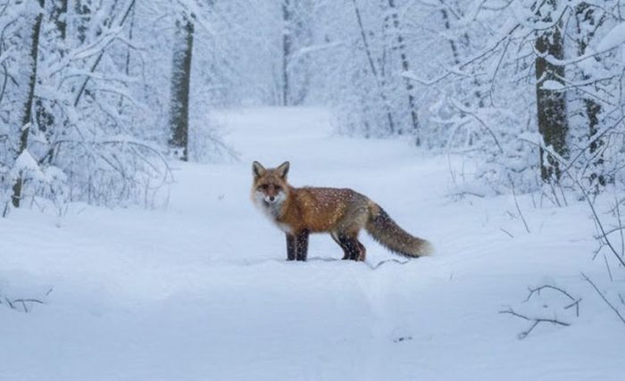 Imagini rare din zone greu accesibile din Parcul Național Defileul Jiului