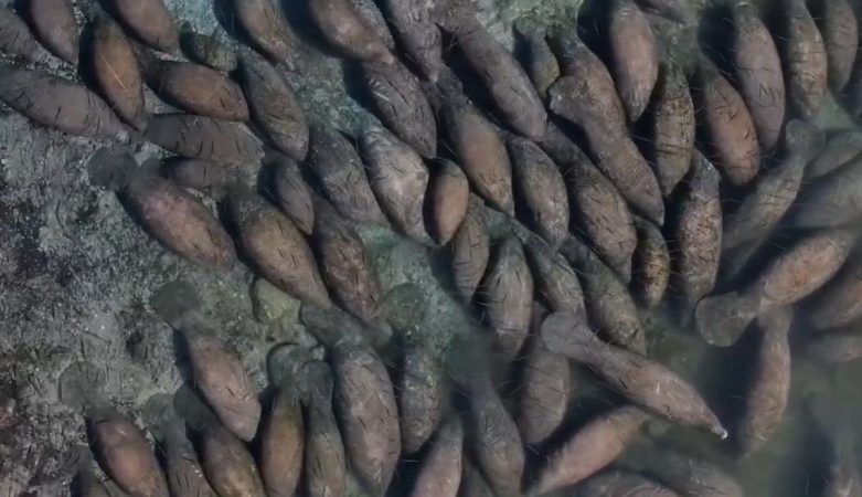 Sute de lamantini din Florida s-au retras în apele calde ale izvoarelor termale! Imagini spectaculoase