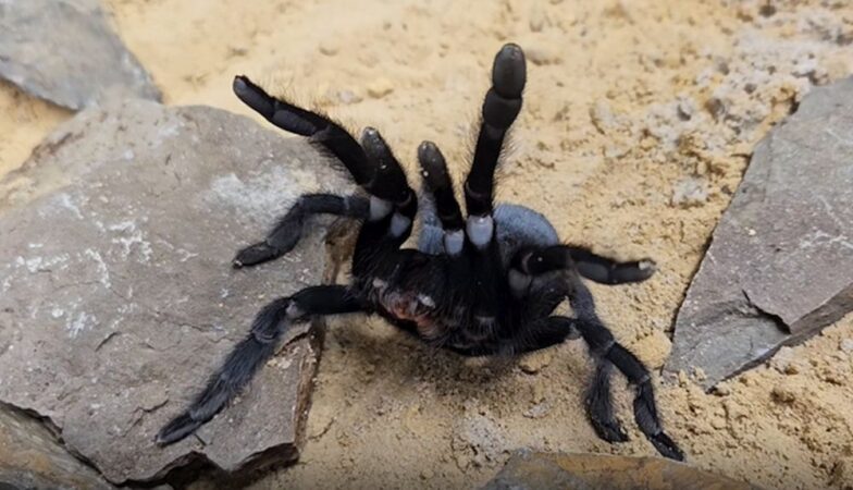 Noi specii de tarantule cu organe genitale imense. La ce le folosesc masculii, de fapt! O adaptare spectaculoasă