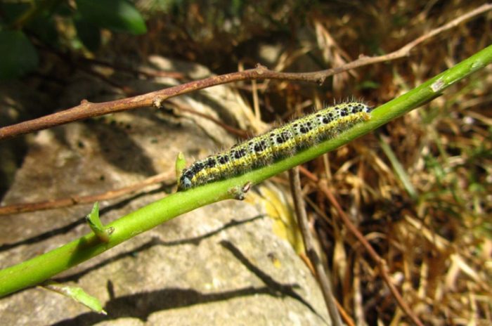 Ce sunt omizile din familia Sphingidae și cum pot imita un șarpe veninos