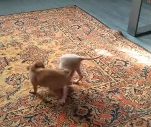 O confruntare inedită: un cățel Chihuahua și o pisică Sphynx, filmați în timpul unei ”lupte”/ VIDEO