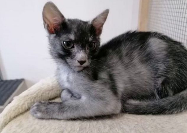 Pisica Transilvană, singura rasă românească de pisici prezentă la concursurile internaţionale