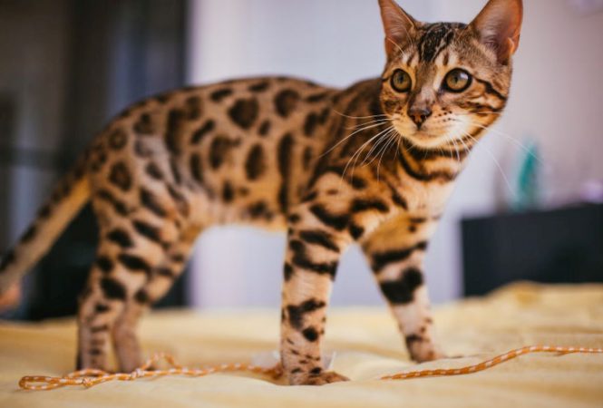 A mers la veterinar ca să-și vaccineze pisicile, dar s-au dovedit a fi alte animale! Ce creștea, de fapt, femeia în casă