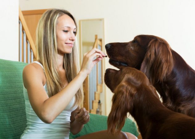 Ce presupune regula celor 7 secunde pentru câini?