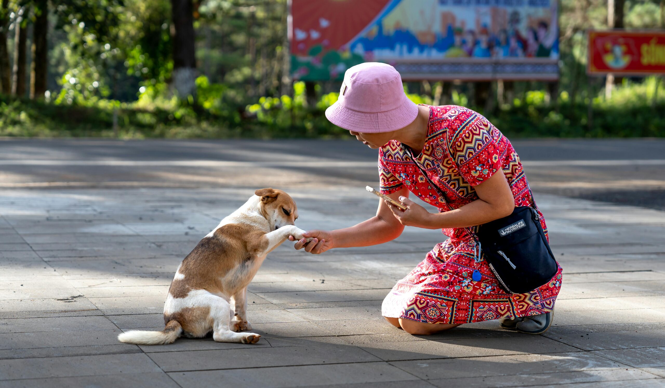 Câinii nu pot spune direct ce îi deranjează, dar comportamentul lor transmite suficient de clar. foto: pexels.com