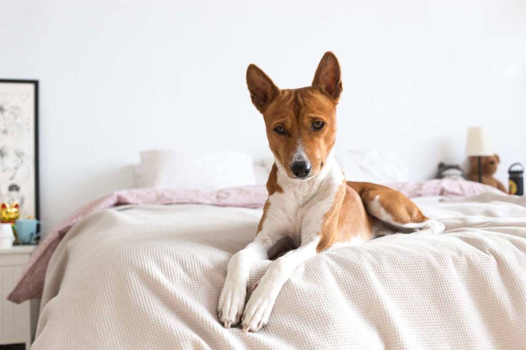 Basenji – cunoscut pentru faptul că aproape nu are miros. Foto: Freepik.com