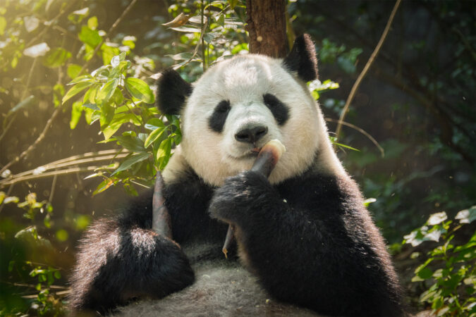 Ursul panda gigant: de ce este una dintre cele mai fascinante și neobișnuite specii de urși