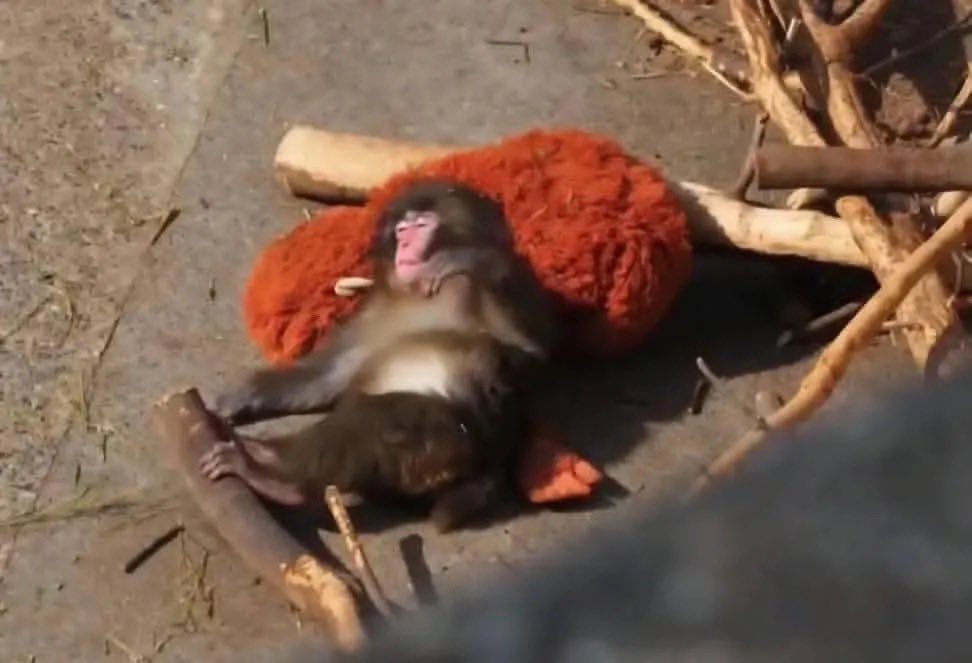 Punch, maimuta care a emotionat o lume intreaga