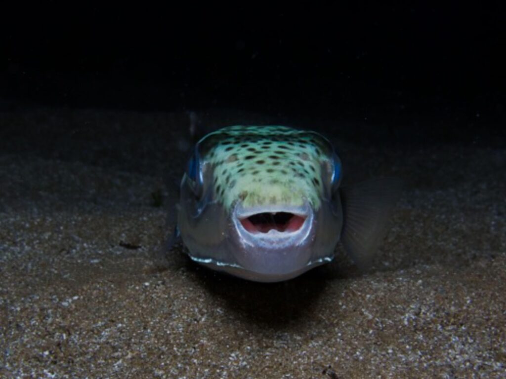 Alertă în Marea Adriatică: pește extrem de periculos. Sursa foto: Profimedia