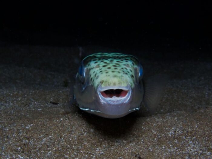 Alertă în Marea Adriatică: pește extrem de periculos, descoperit lângă Split. Otrava lui poate fi mortală