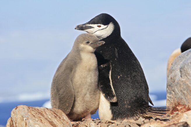 Animalele care au 10.000 de episoade de somn a câte 4 secunde. Motivul este surprinzător