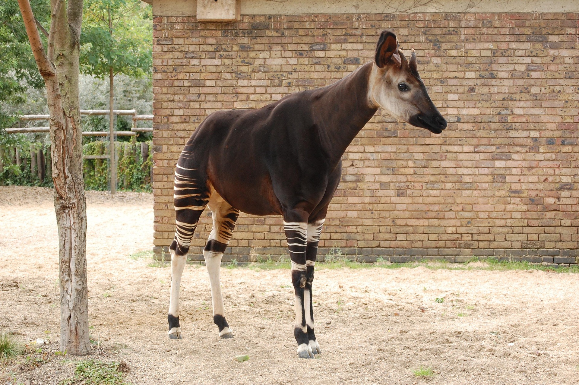 Animalul cu una dintre cele mai lungi limbi din lume: okapi. foto pexels.com