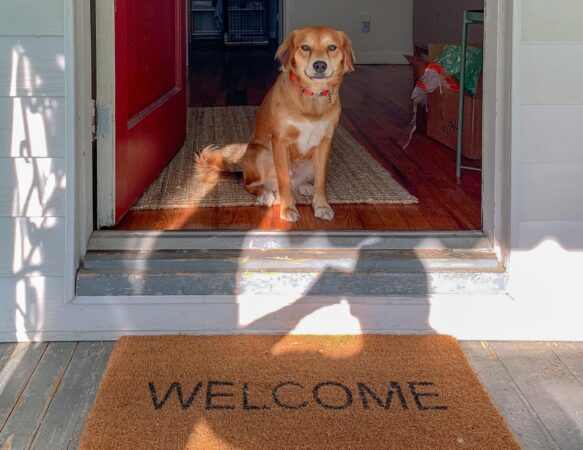 Câinii schimbă semnificativ aerul din locuințe, arată un studiu realizat de cercetători elvețieni