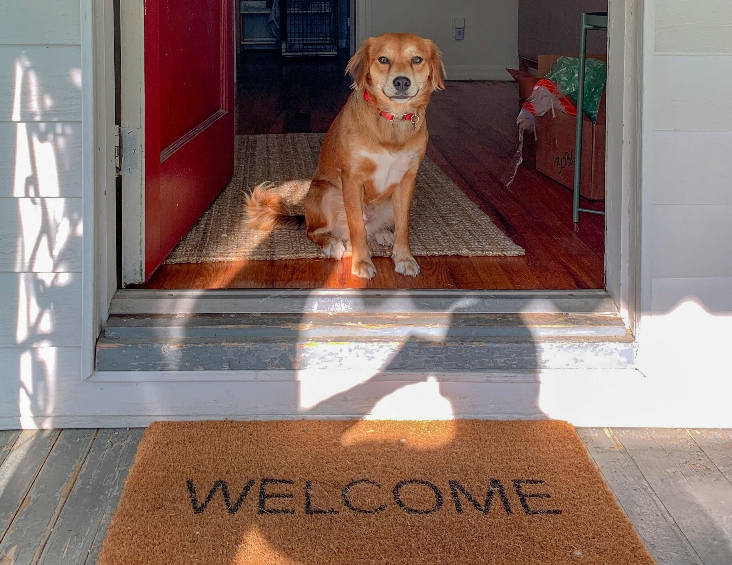 Câinii schimbă semnificativ aerul din locuințe. foto pexels.com