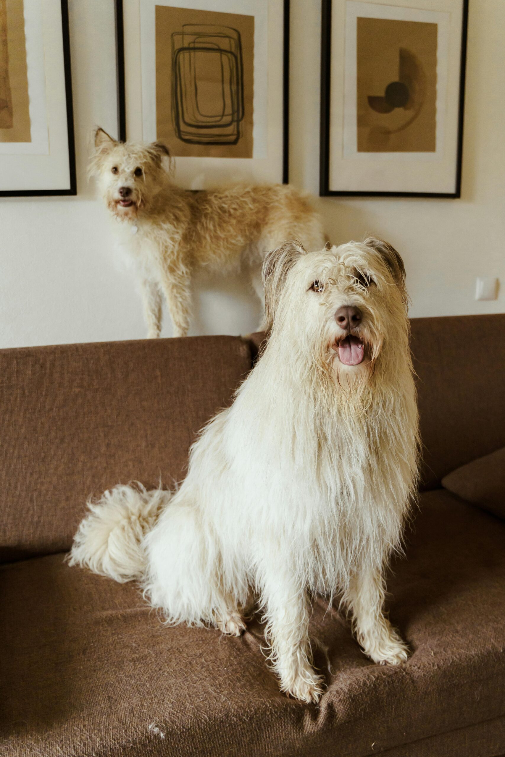 Un câine mare, aflat în repaus, emite aproximativ aceeași cantitate de dioxid de carbon (CO₂) ca un adult. foto: pexels.com