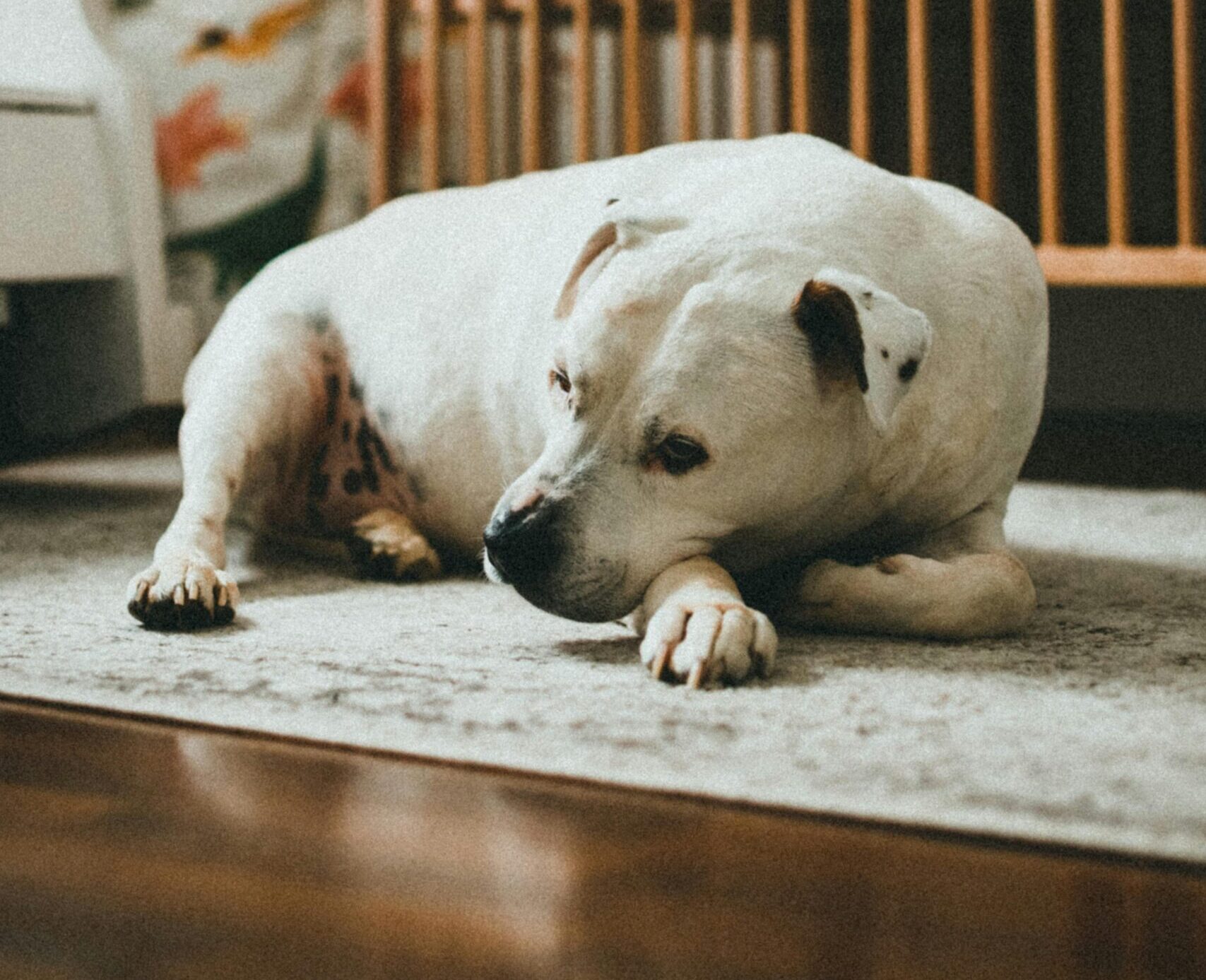 Câinii emit cantități comparabile de amoniac, un gaz care apare în urma descompunerii proteinelor și este eliminat prin respirație și piele. foto: pexels.com