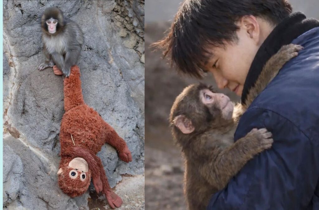 De ce îl iubim atât de mult pe Punch. Foto: Punch Monkey News Facebook