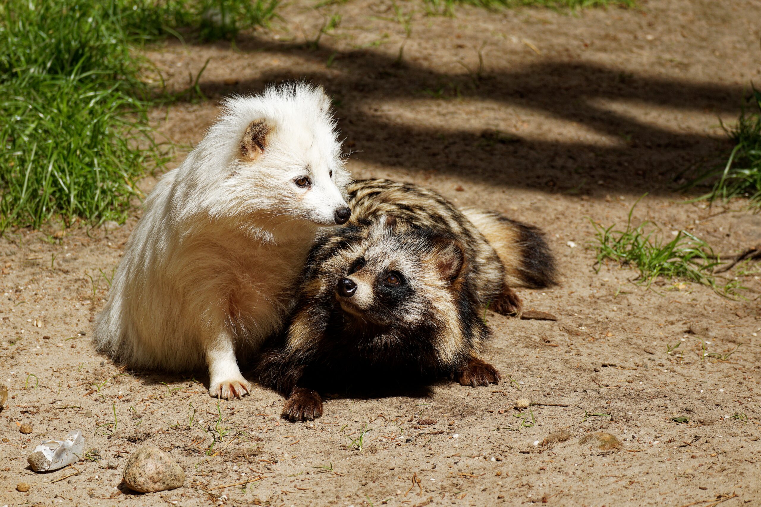 Este, de fapt, o specie de canid sălbatic originar din Japonia, înrudit cu lupii, vulpile și câinii domestici. foto: pixabay.com