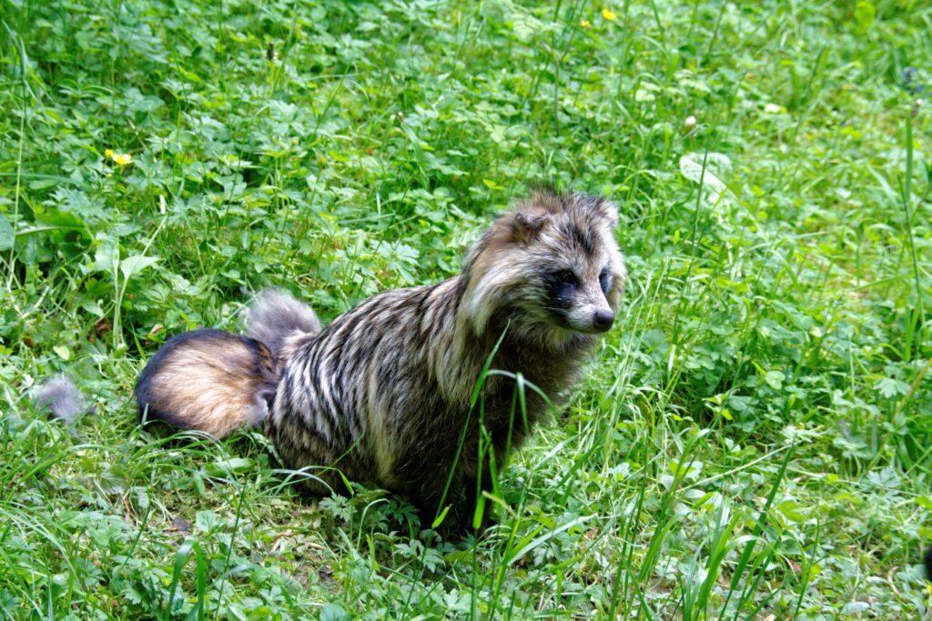 Ce este un tanuki? 8 lucruri surprinzătoare despre acest animal fascinant