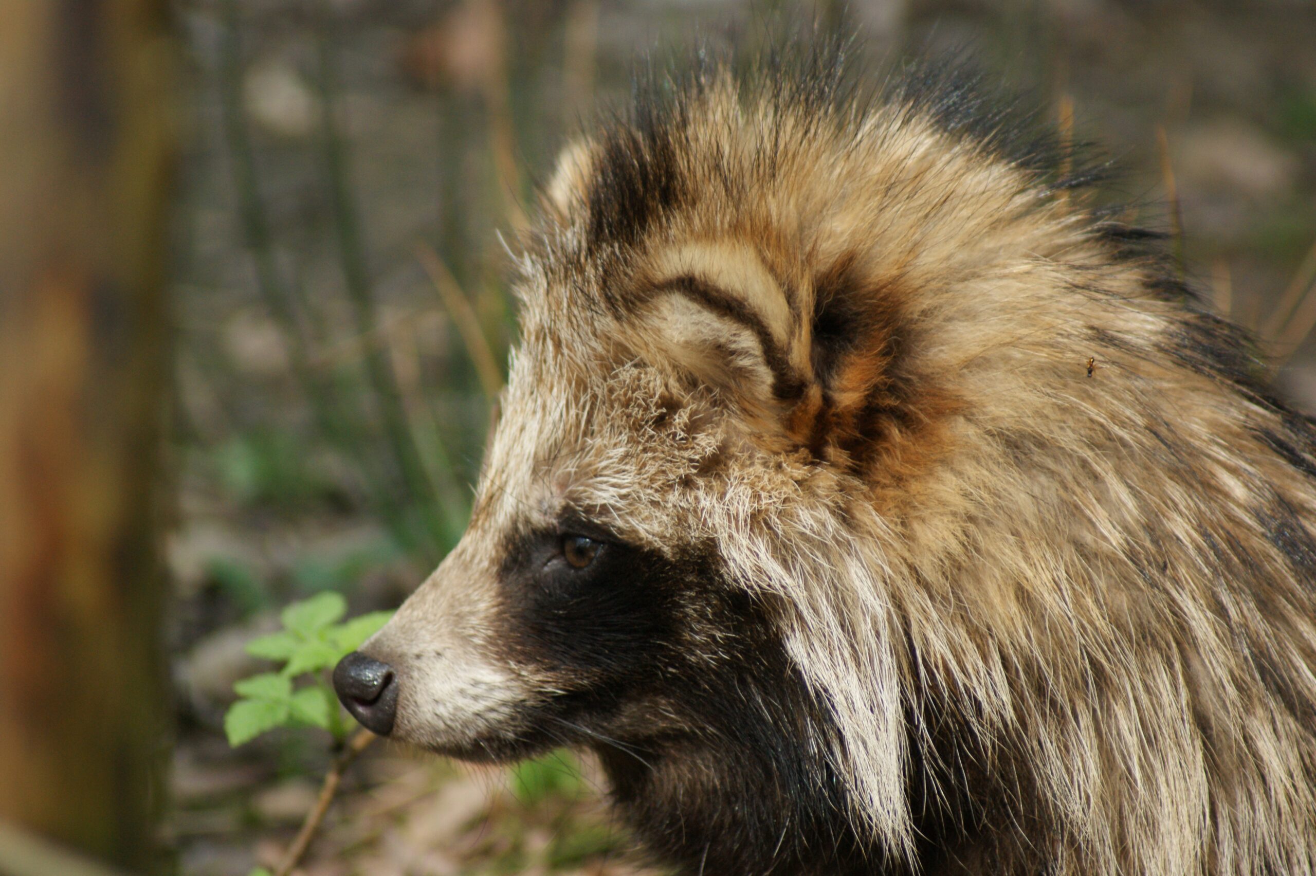 Tanuki este un animal fascinant, aflat la granița dintre realitate și mit. foto: pixabay.com