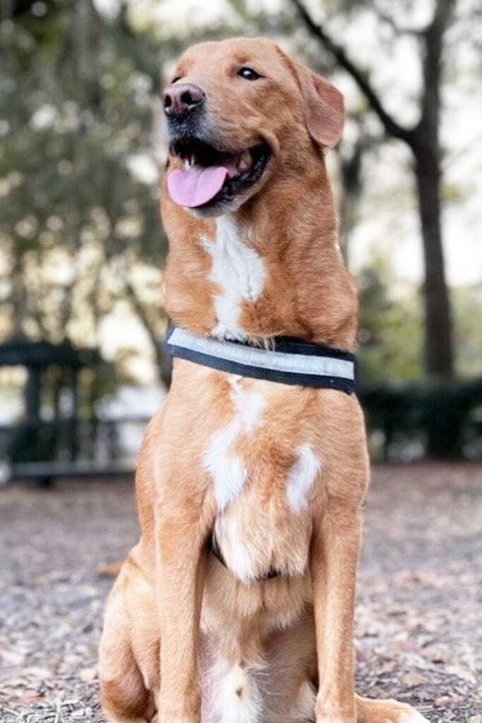 Un câine din Carolina de Nord a avut un comportament neobișnuit. Insistența lui a dus la un diagnostic care i-a salvat viața stăpânei. Foto:Chase Johnson/Cleveland Clinic / SWNS 